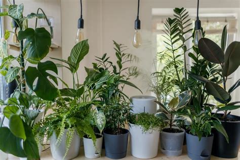 10 Tropical House Plants To Enrich Your Living Space