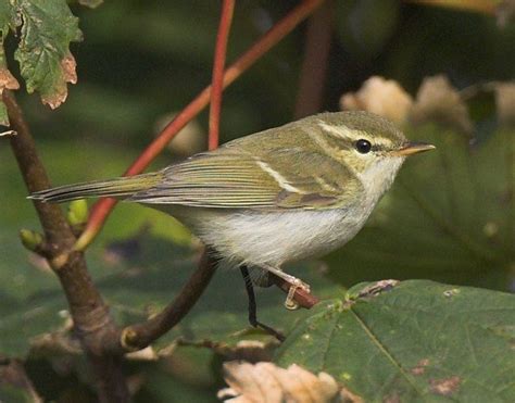 Greenish Warbler Alchetron The Free Social Encyclopedia