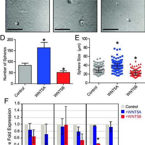 Differential Effects Of Wnt A And Wnt B On Mammosphere Outgrowth