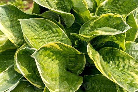 large leaves of yellow green hostas in sunlight. natural background ...