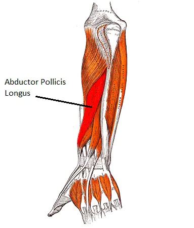 Abductor Pollicis Longus Muscle Origin, Insertion, Action