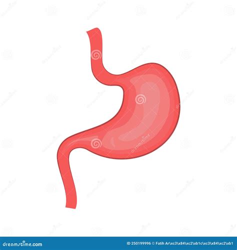 Human Stomach Digestive System Internal Organ Anatomy Isolated