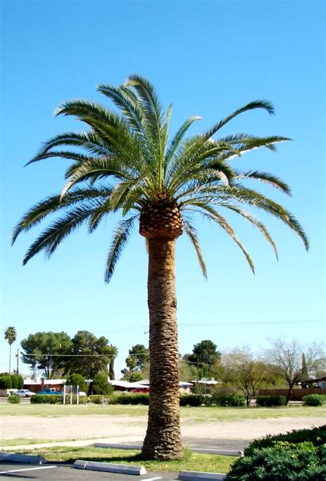 Date Palm Tree Pictures Images Photos Of Date Palm Trees