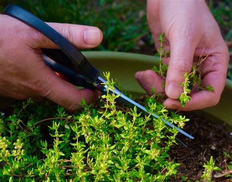 How to Harvest Thyme Without Killing the Plant