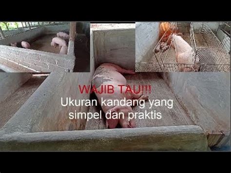 Ukuran Kandang Babi Yang Sesuai Kebutuhan Youtube