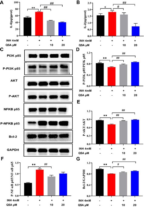 The Effect Of Qsa On The Associated Proteins In Inh Induced L Cells