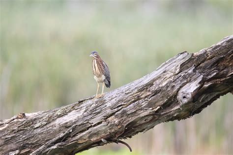 Free Images Nature Branch Wildlife Green Beak Fauna Close Up