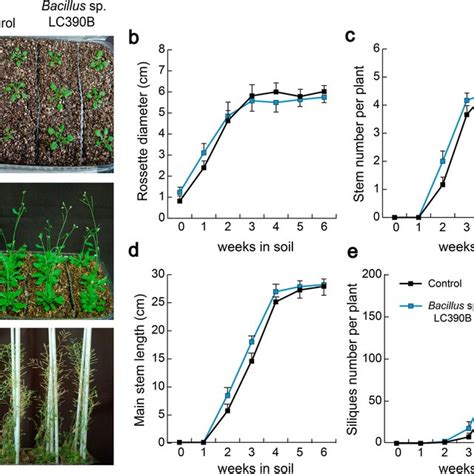 Lateral Root Primordia Developmental Stages Monitored Via Dr5gfp