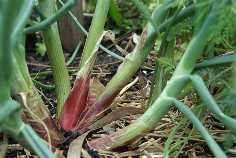 Shallots Suburban Tomato