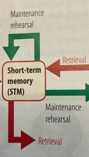 Multi Store Model Of Memory Flashcards Quizlet