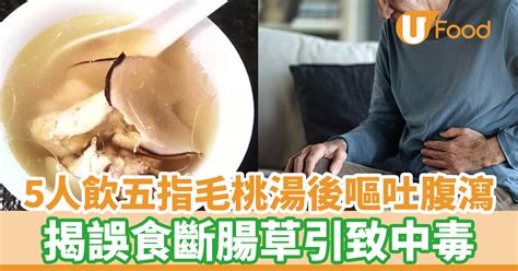 5人飲「五指毛桃湯」後嘔吐腹瀉 揭誤食斷腸草引致中毒 U Food