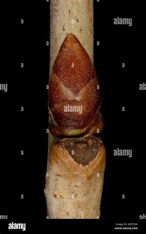 Dwarf Cherry Prunus Cerasus Lateral Bud Closeup Stock Photo Alamy