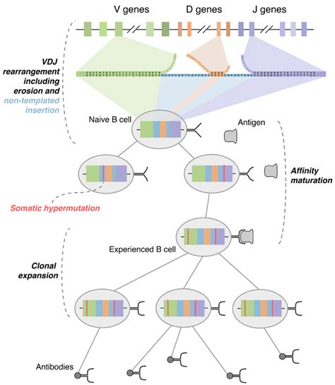 Molecular Evolution Of The Human B Cell Repertoire