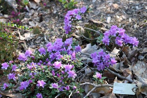 Rhododendron Purple Gem Société des rhododendrons du Québec