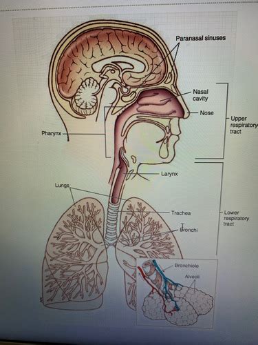 Chapter 3 Cardiorespiratory System Flashcards Quizlet