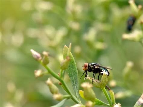 Burrowing Flesh Eating Fly Larvae Outbreak Sparks National Emergency