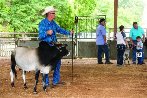 Miniature zebu, one of the world's smallest cow breeds, at East Texas ...