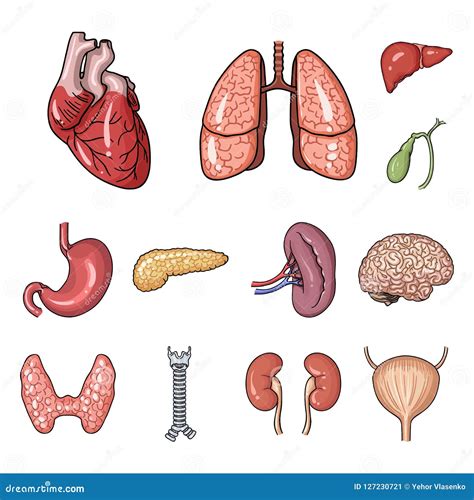 Human Organs Cartoon Icons In Set Collection For Design Anatomy And