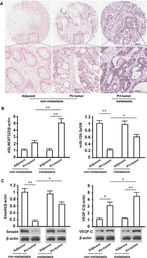 Figure From Long Noncoding Rna Aslnc Functions In Vegf C