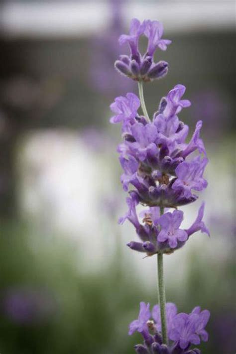 Rarit Ten G Rtnerei Garten Jan Lavendel Lavandula Angustifolia