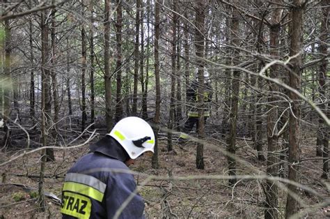 Legionowo Pożar lasu przy ulicy Kwiatowej Dwie godziny walki z ogniem