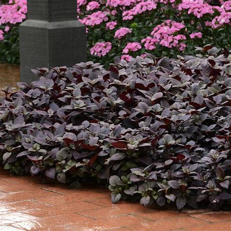 Alternanthera Seeds Purple Prince Annual Garden Seeds Sgs