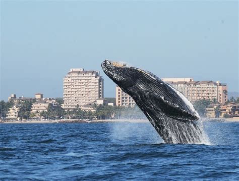 Whale Watching on Catamaran - Journey Vallarta Tours