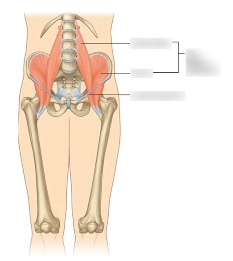 4 Pelvis Anterior Diagram Quizlet