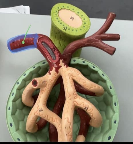 Anatomy Lab 3 Human Renal Corpuscle Model Flashcards Quizlet