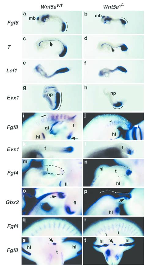 Whole Mount In Situ Hybridization Analysis Of Wnt5a −− 775 105