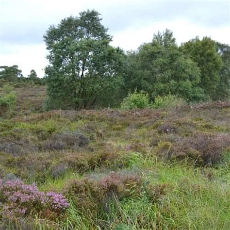 What Is a Bog? (Definition, Benefits & Facts) - Pond Informer