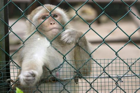 Monkey at the zoo stock image. Image of captivity, animal - 14119173