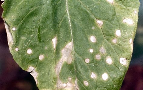 Turnip Diseases And Pests Description Uses Propagation