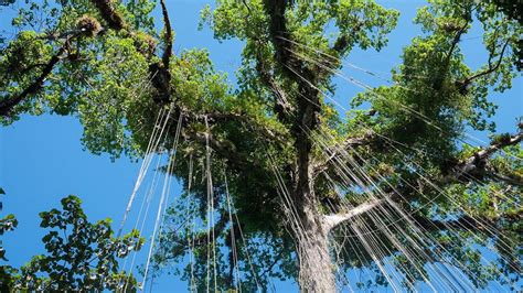 Woody Vines Could Act As Lightning Rods In Tropical Forests Nova Pbs