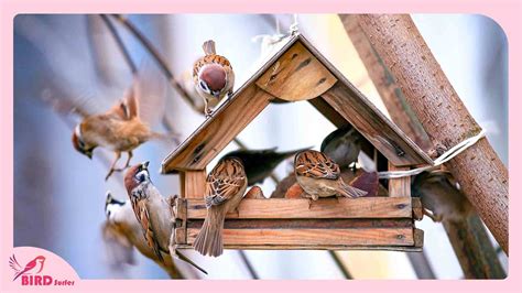 What Attracts Birds To A Bird Feeder Discover The Magic