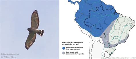 Blog Aves De Rapina Brasil As Nuvens De Migrantes Que Cruzam A