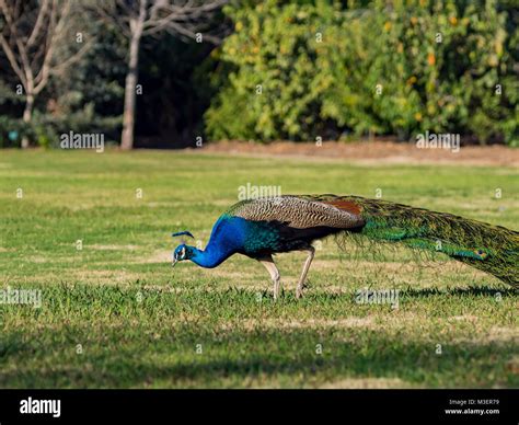 Beautiful Peacock Walking Around At Los Angeles County Arboretum