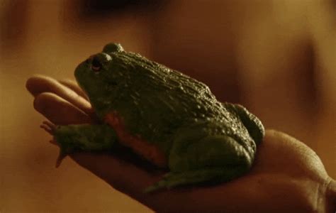 Toad GIFs - Find & Share on GIPHY