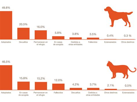 Cuantos Perros Mueren Por Maltrato