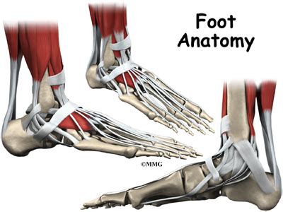 Foot Tendon Anatomy Diagram