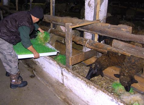 Гидропонный корм и оборудование для его производства ⋆