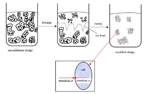 Effect of freezing/thawing on sludge microbe cells. | Download ...