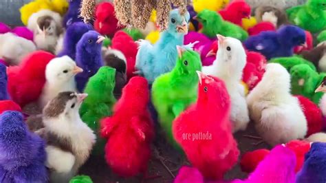 Catch Cute Chickens Colorful Chickens Rainbows Chicks Cute Ducks