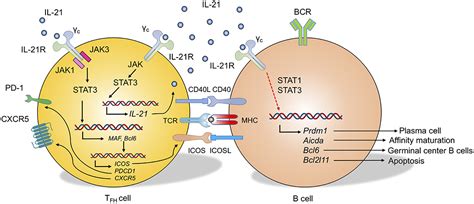 Frontiers T Follicular Helper Cell Subsets And The Associated