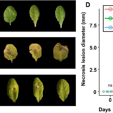 Induction Of Disease Resistance Against Botrytis Cinerea Via Download Scientific Diagram