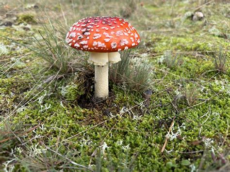 Fly Agaric Mushroom Autumn Free Photo On Pixabay Pixabay