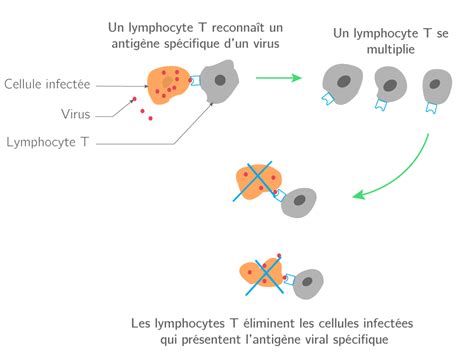 Le Système Immunitaire 3e Cours Svt Kartable