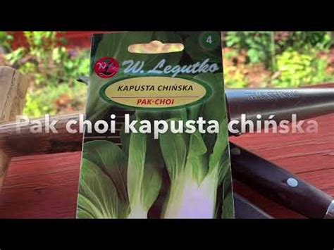 PAK CHOI kapusta chińska uprawa YouTube