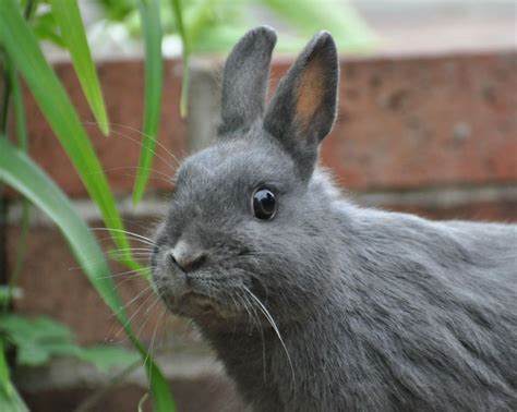 General Info Stoney Creek Rabbitry