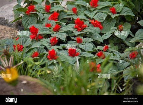 Japanese Garden In Buenos Aires Argentina Stock Photo Alamy